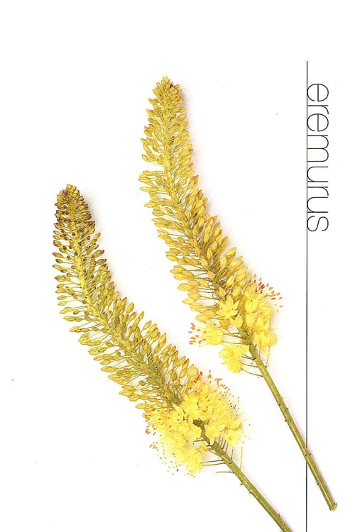 Eremurus