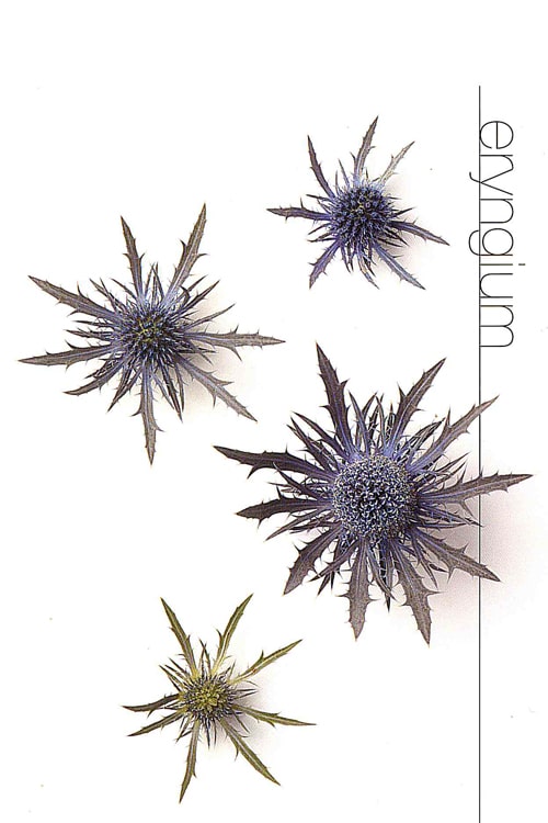 Eryngium