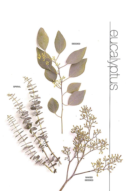 Eucalyptus
