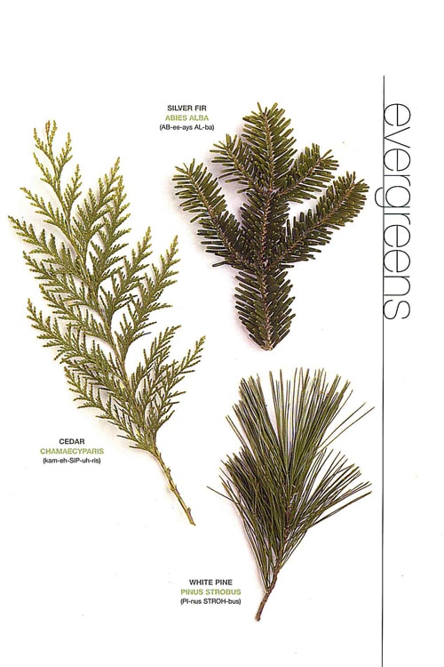 Evergreens