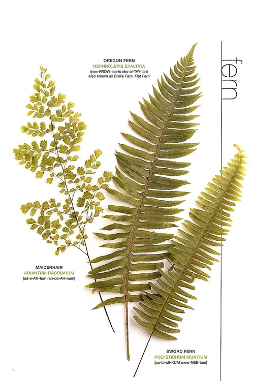 Fern