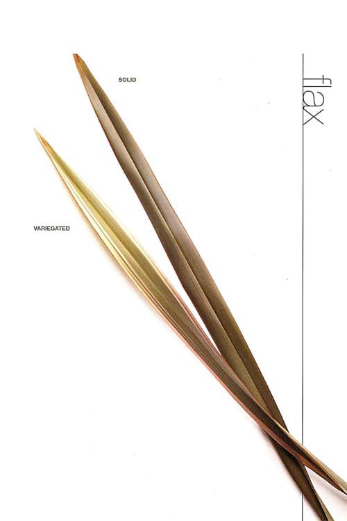 Flax