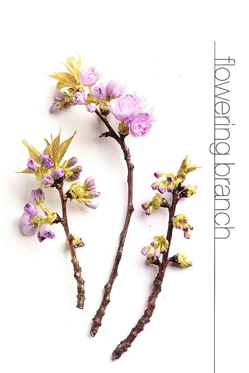 Flowering Branch