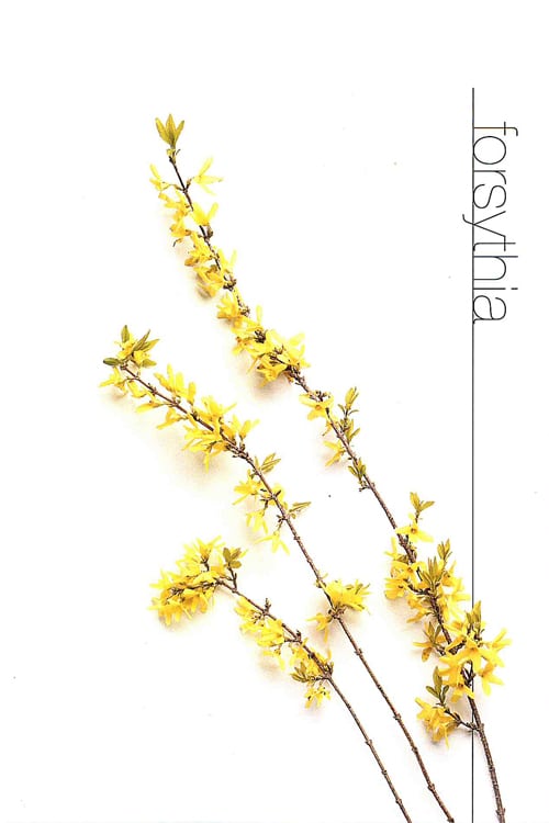 Forsythia