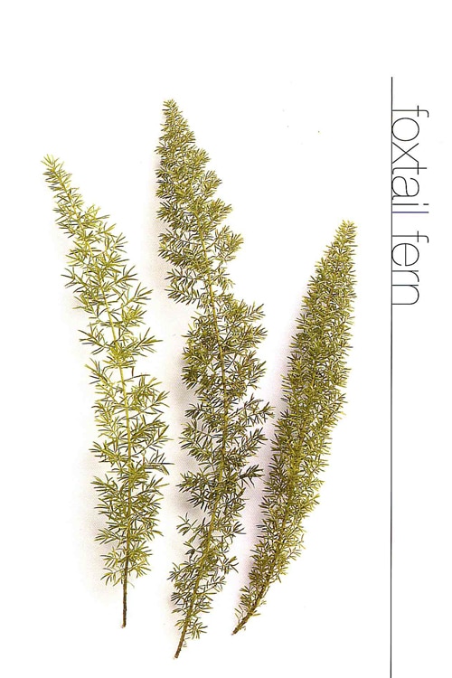 Foxtail Fern