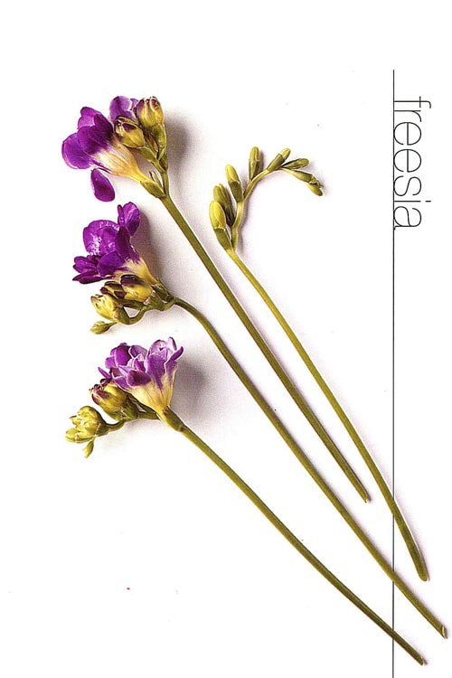 Freesia