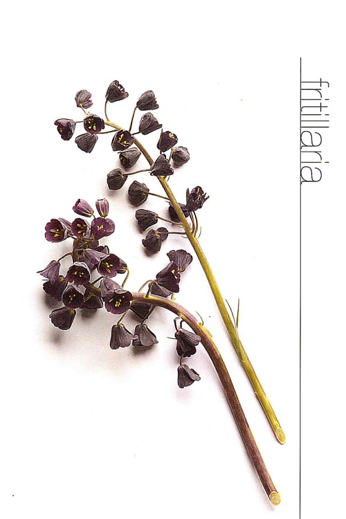Fritillaria