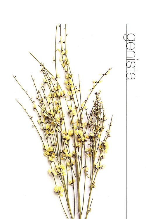 Genista