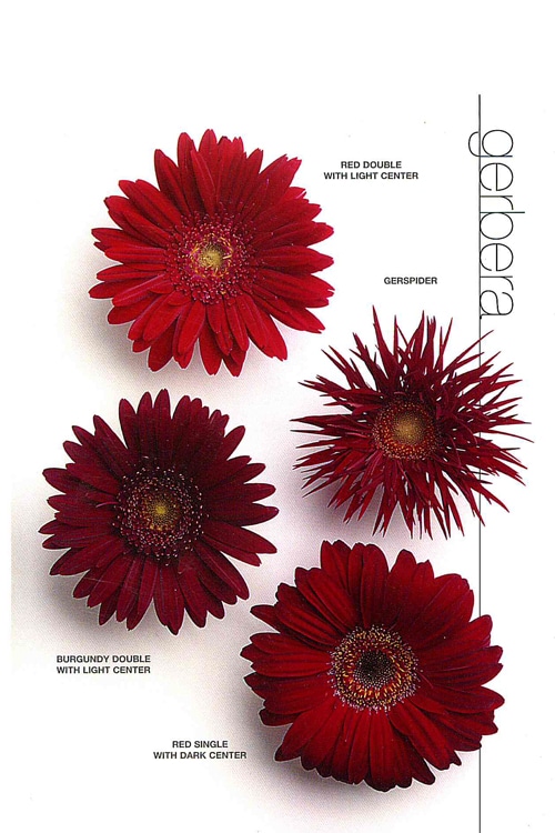 Gerbera (Mini)