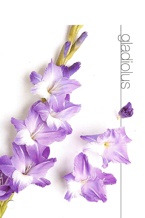 Gladiolus