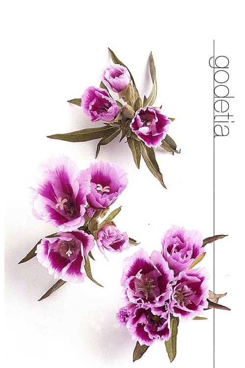 Godetia