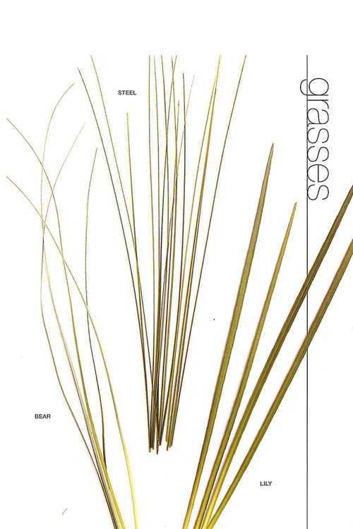 Grasses