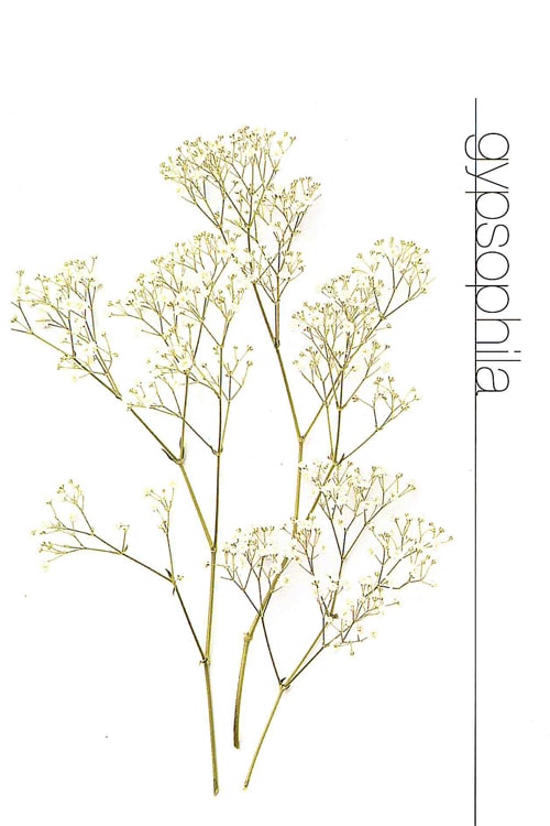Gypsophila (Baby's Breath)