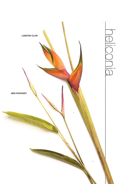 Heliconia