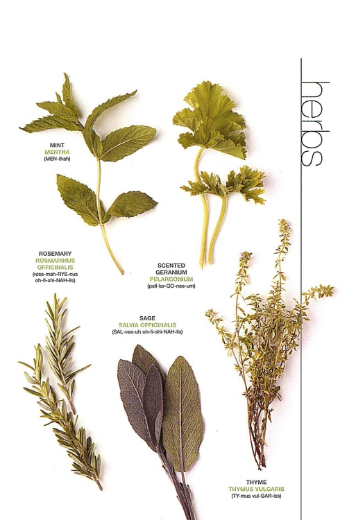 Herbs