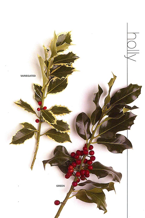 Holly