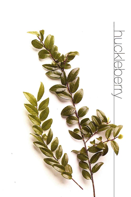 Huckleberry