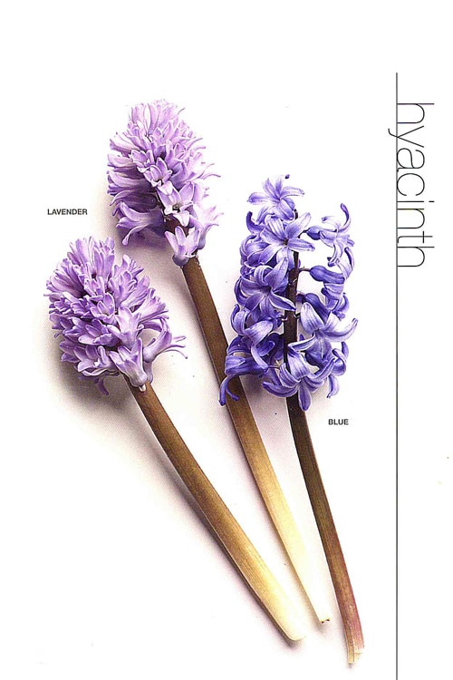 Hyacinth