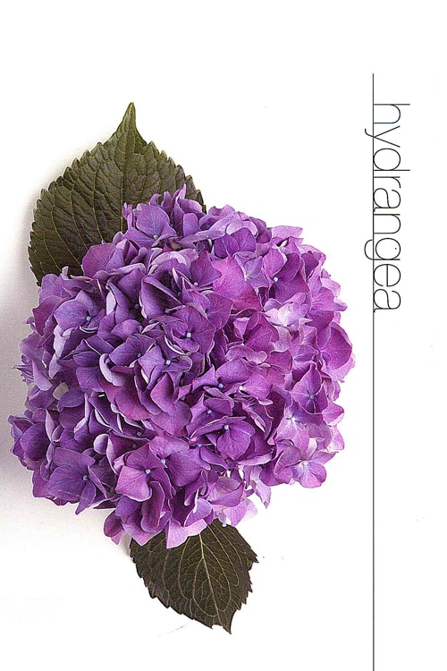Hydrangea