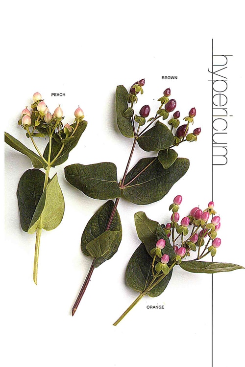 Hypericum