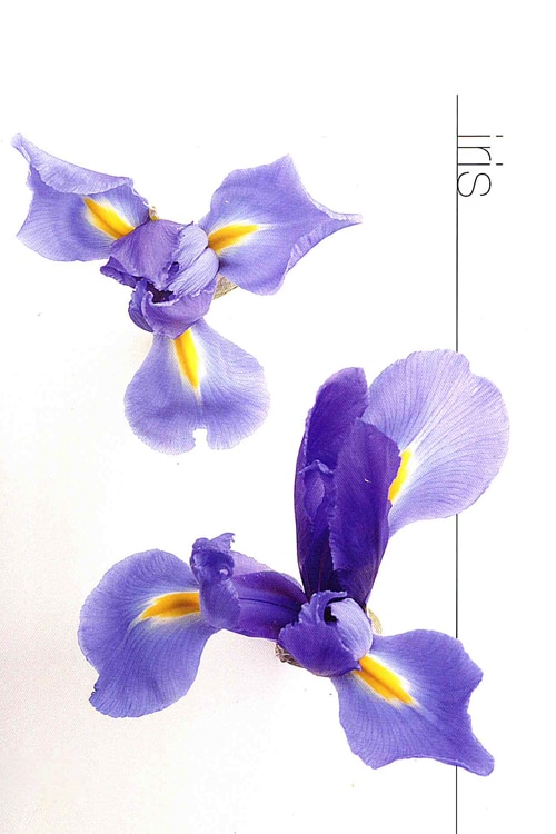 Iris