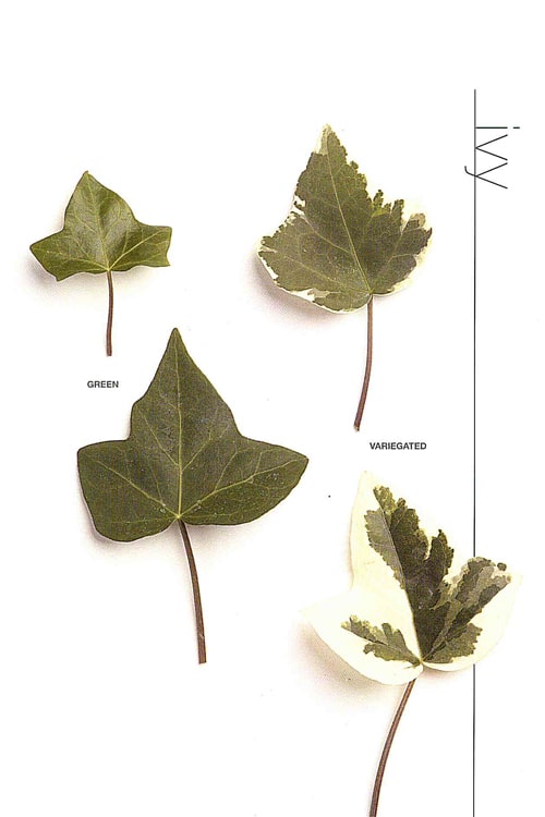 Ivy