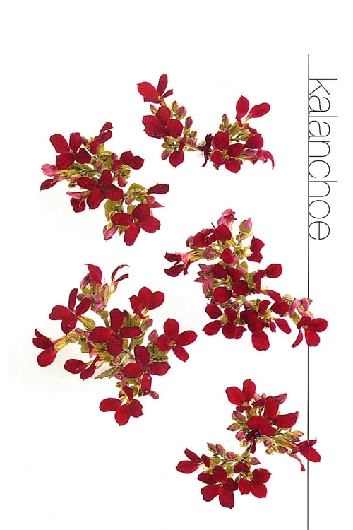 Kalanchoe