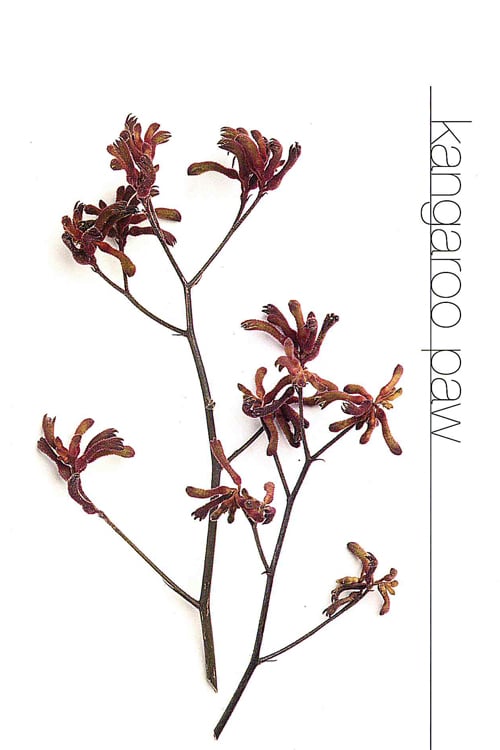 Kangaroo Paw