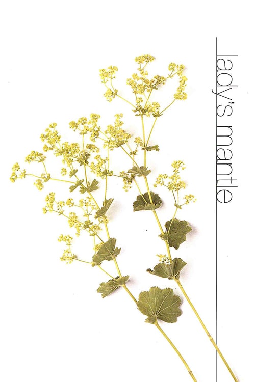 Lady's Mantle