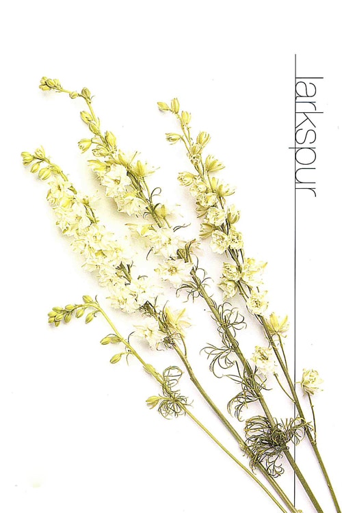 Larkspur