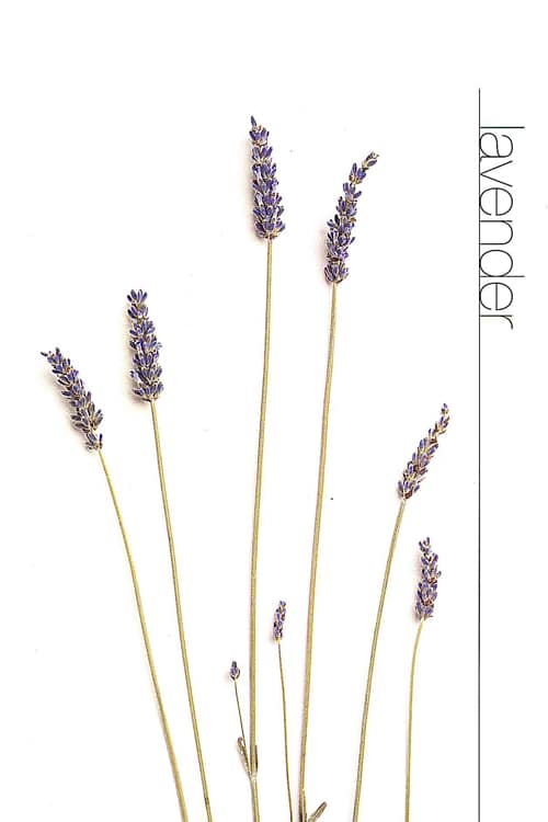 Lavender
