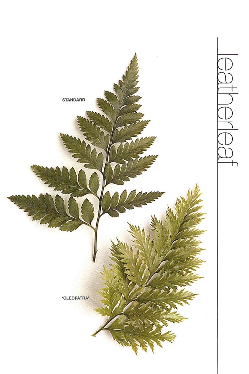 Leatherleaf