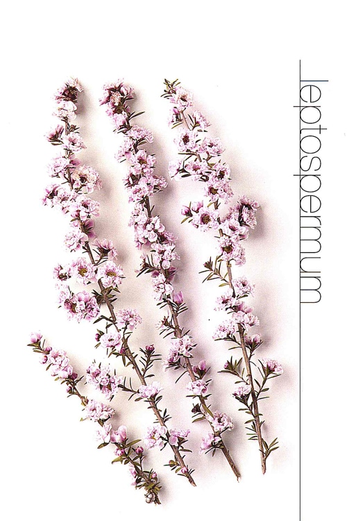 Leptospermum