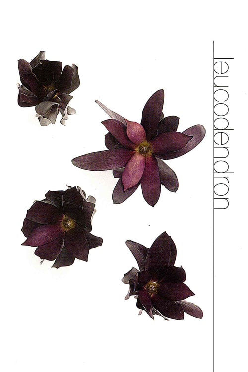 Leucodendron