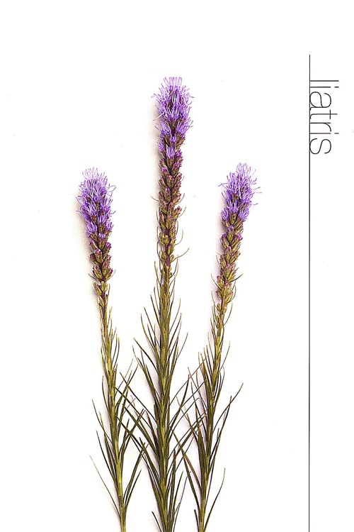 Liatris