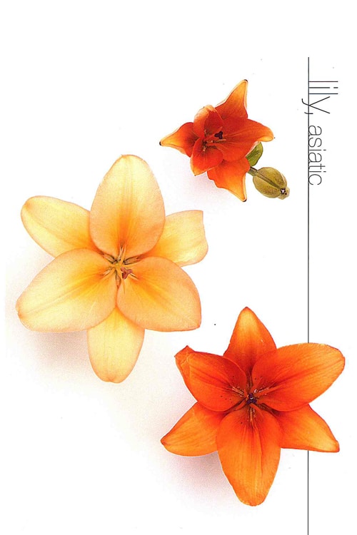 Lily (Asiatic)