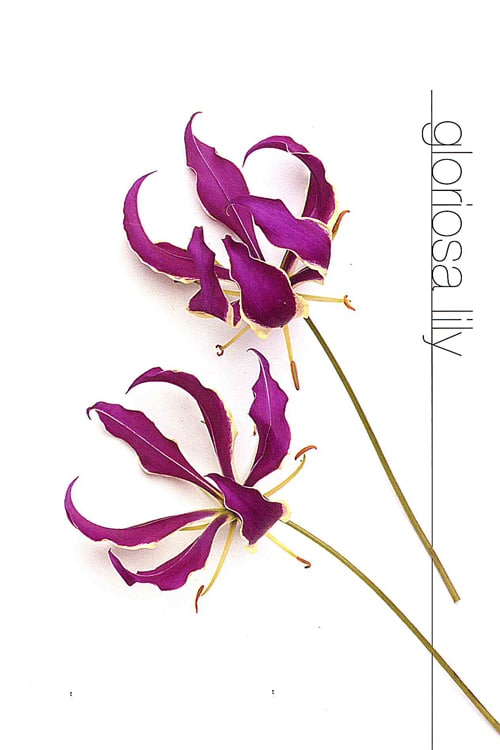 Lily (Gloriosa)