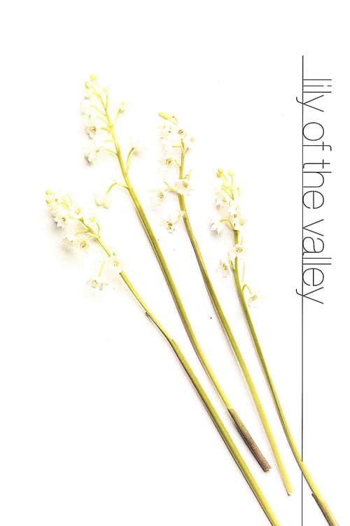 Lily of the Valley
