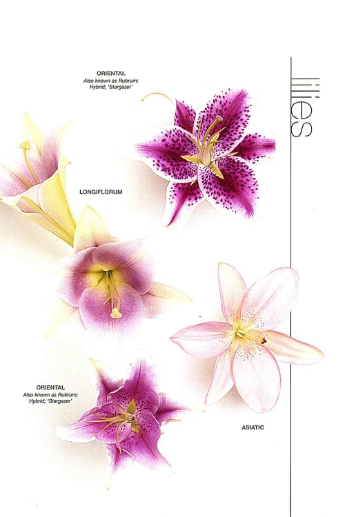 Lily (Oriental & Stargazer)