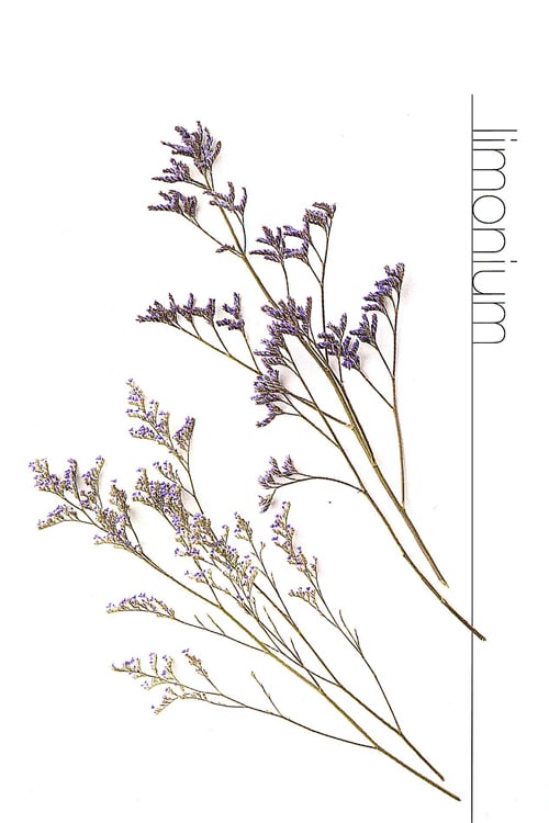 Limonium
