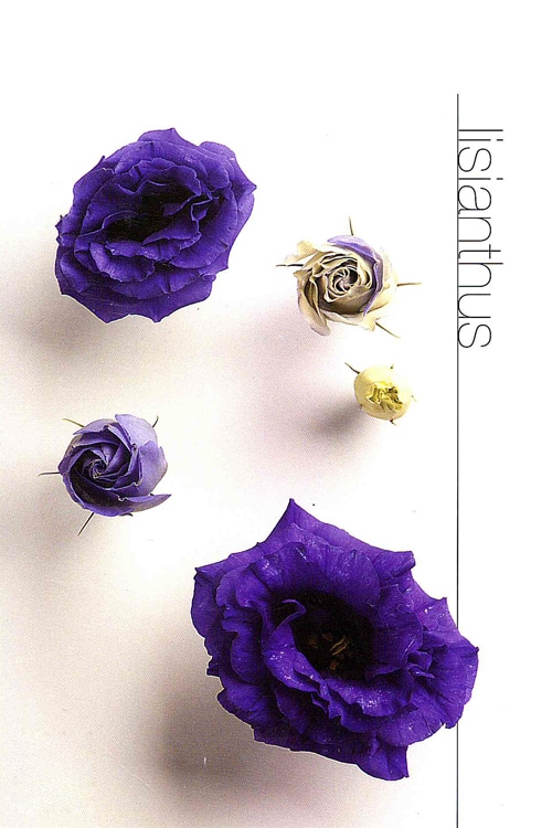 Lisianthus