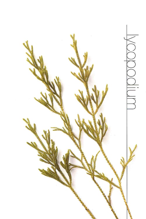 Lycopodium