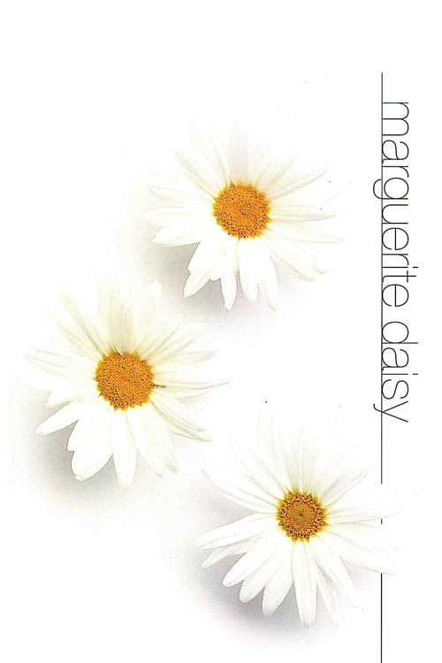 Marguerite Daisy