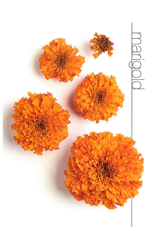 Marigold