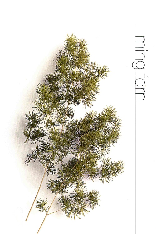 Ming Fern