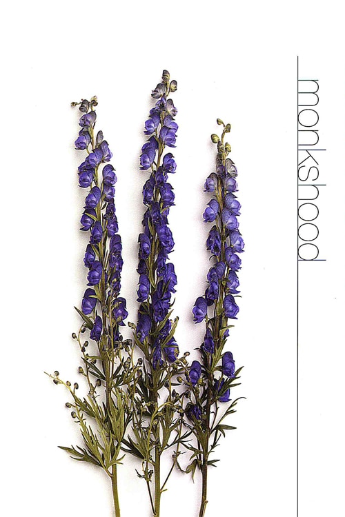 Monkshood