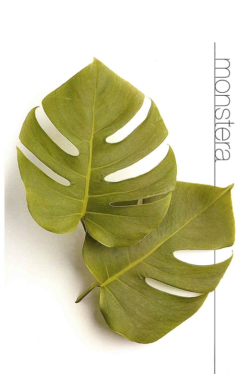 Monstera