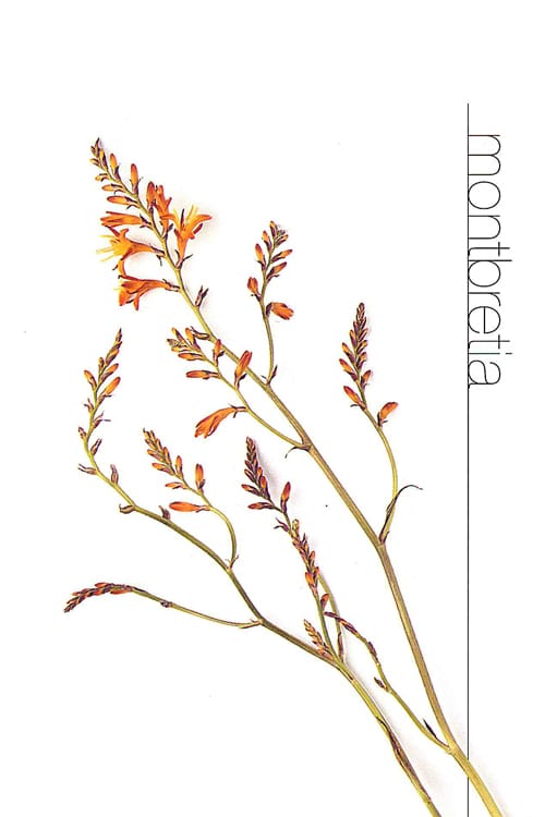 Montbretia
