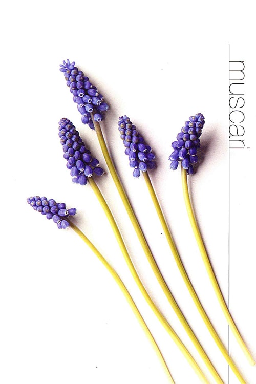 Muscari