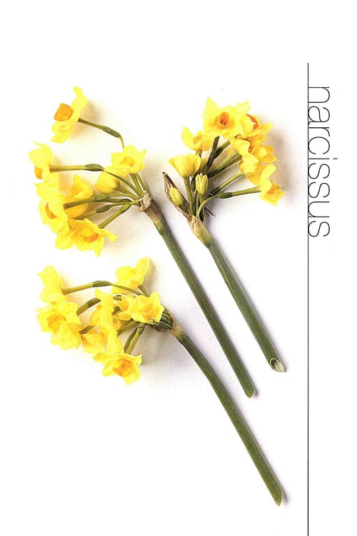 Narcissus